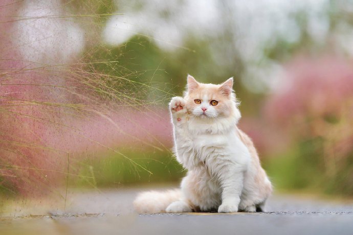 点击大图看下一张：漂亮的猫咪外景写真图片