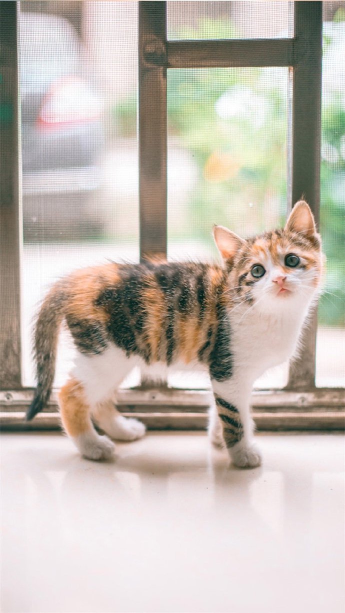 点击大图看下一张：软萌可爱的猫咪摄影图片