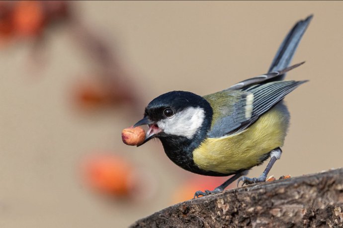 点击大图看下一张：喜欢吃果子的鸟儿图片