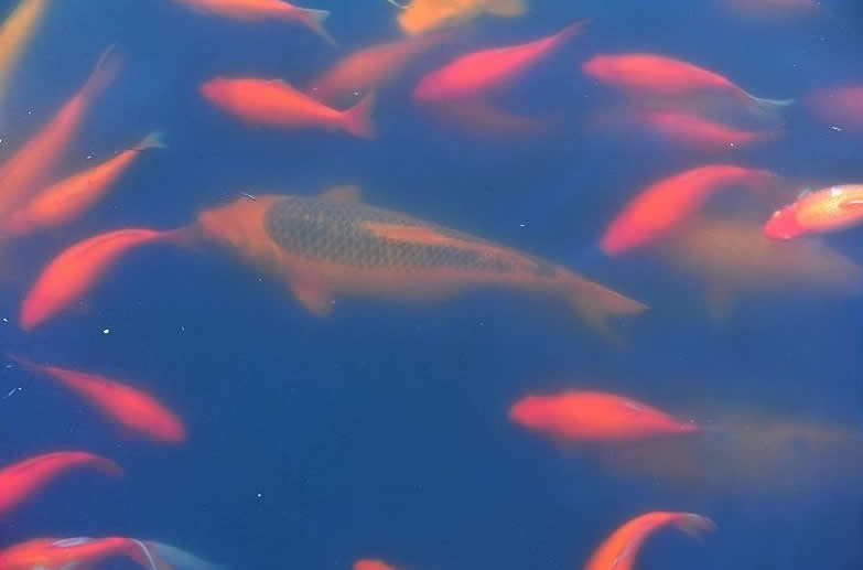 点击大图看下一张：美丽的锦鲤小鱼图片