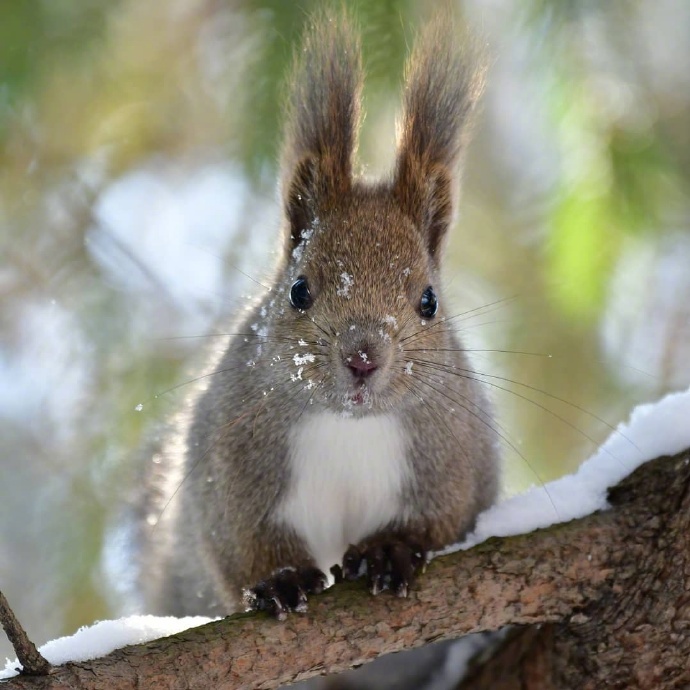 点击大图看下一张：在树枝上眼神极其可爱的小松鼠