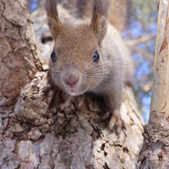 点击大图看下一张：在树枝上眼神极其可爱的小松鼠