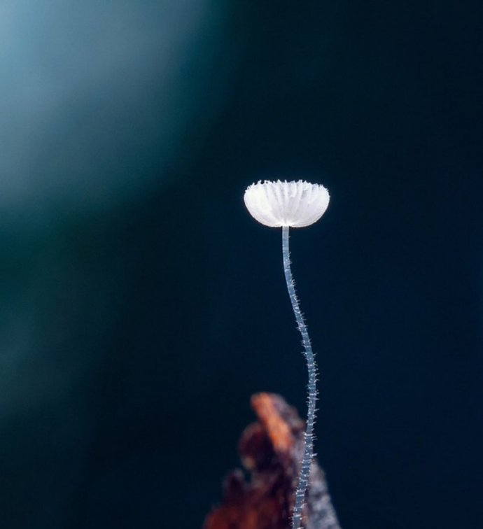 点击大图看下一张：一组超漂亮的小蘑菇图片