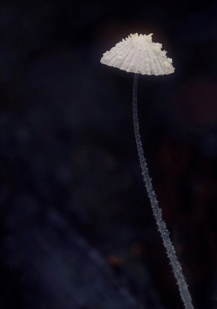 点击大图看下一张：一组超漂亮的小蘑菇图片