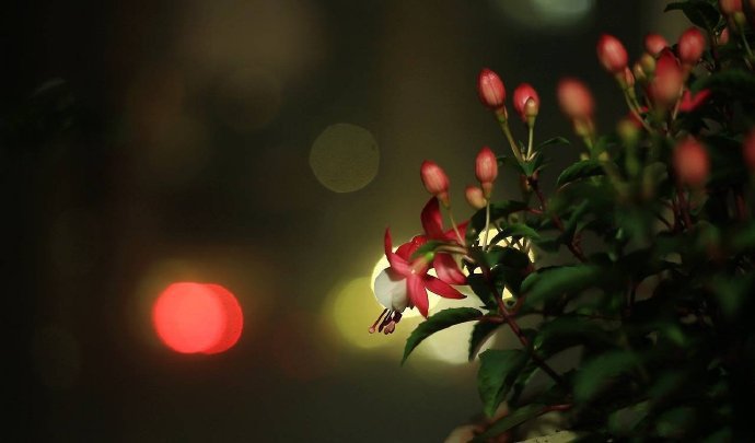 点击大图看下一张：灯光与花朵的搭配，太美了吧