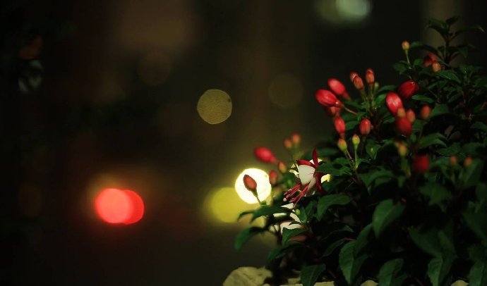 点击大图看下一张：灯光与花朵的搭配，太美了吧