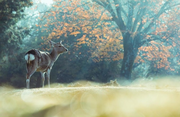 点击大图看下一张：一组很可爱奈良的鹿