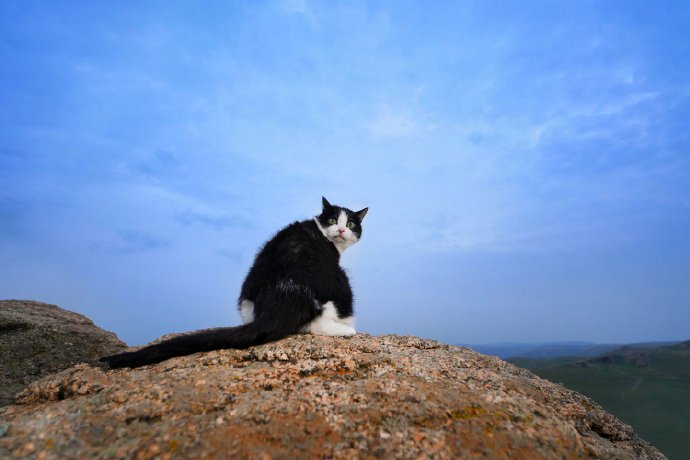 点击大图看下一张：一只走进库布齐沙漠的家养猫
