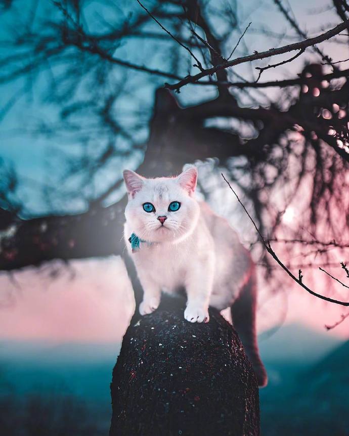 点击大图看下一张：一组双眸迷人的猫猫图片