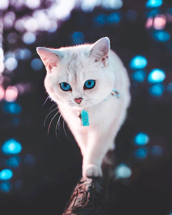 点击大图看下一张：一组双眸迷人的猫猫图片