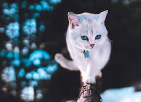 一组双眸迷人的猫猫图片