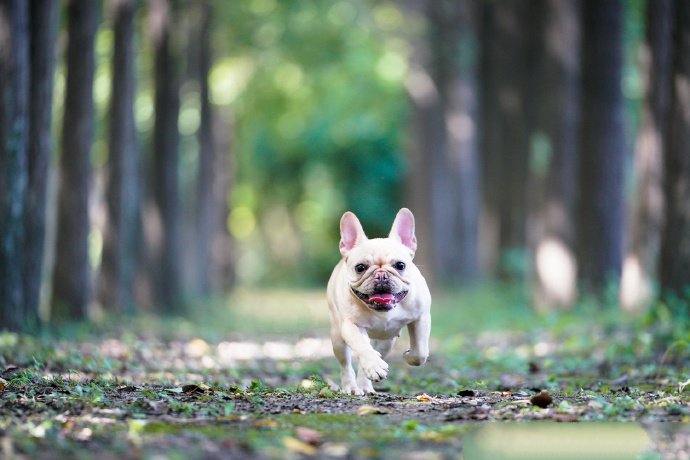 点击大图看下一张：跑的飞快的小短腿斗牛犬