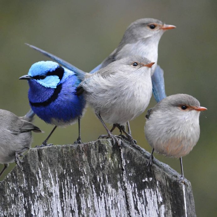点击大图看下一张：澳大利亚的辉蓝细尾鹩莺图片