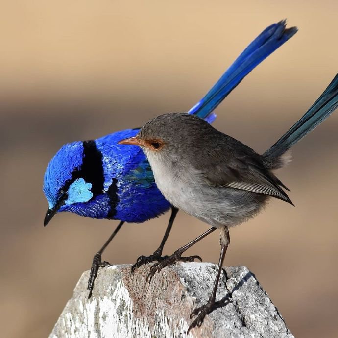 点击大图看下一张：澳大利亚的辉蓝细尾鹩莺图片