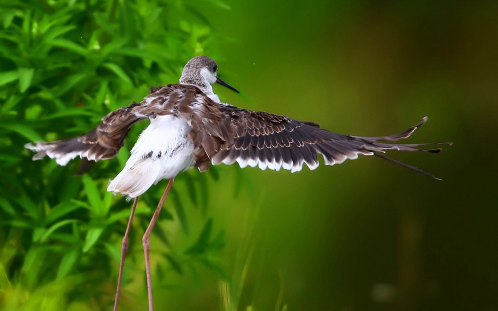 点击大图看下一张：湖泊旁栖息的鹭鸶鸟图片