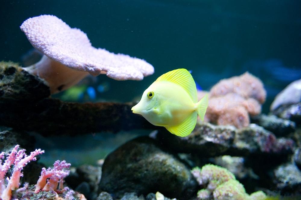 点击大图看下一张：珊瑚戏丛里欢快游动的小鱼