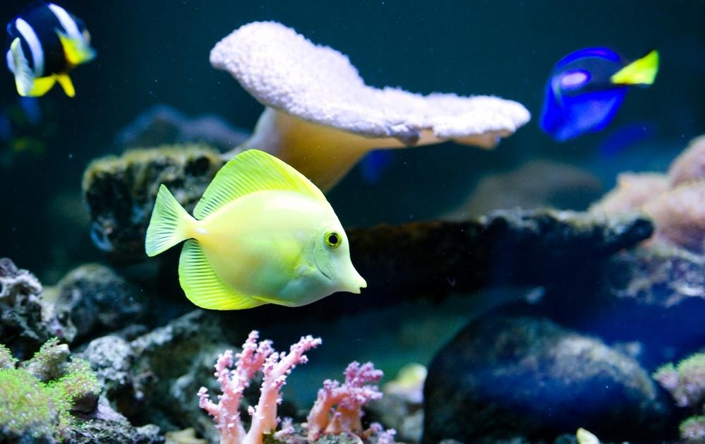 点击大图看下一张：珊瑚戏丛里欢快游动的小鱼