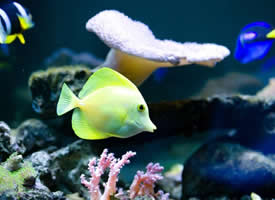 珊瑚戏丛里欢快游动的小鱼