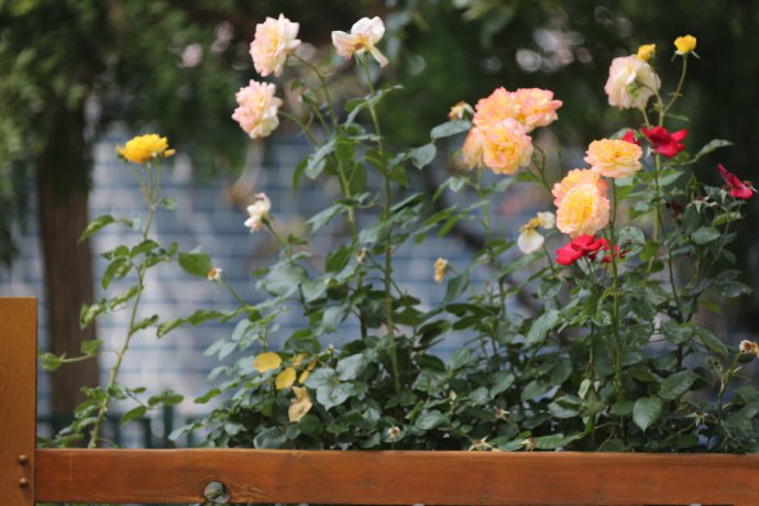 点击大图看下一张：一组陶然亭的唯美月季花图片