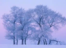 雾凇岛唯美雪景图片桌面壁纸
