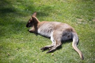 点击大图看下一张：澳大利亚动物袋鼠图片