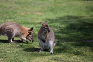 点击大图看下一张：澳大利亚动物袋鼠图片