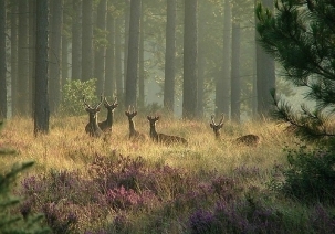 点击大图看下一张：一组林中有鹿图片欣赏