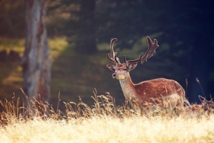 点击大图看下一张：一组林中有鹿图片欣赏