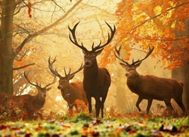 一组林中有鹿图片欣赏
