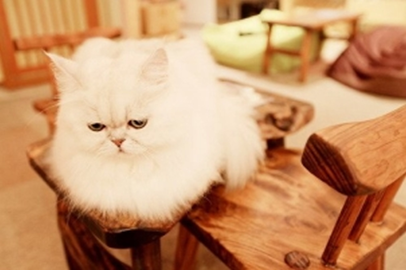点击大图看下一张：淘气可爱的猫咪图片