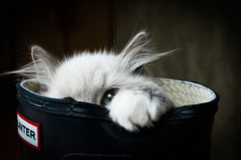 点击大图看下一张：淘气可爱的猫咪图片