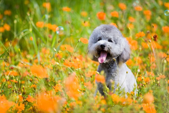 点击大图看下一张：春天里拍摄的狗狗艺术照