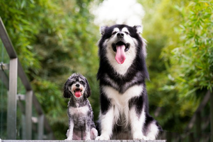 点击大图看下一张：一组最萌身高差的狗狗图片