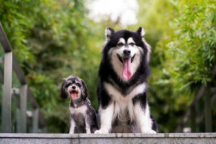 点击大图看下一张：一组最萌身高差的狗狗图片