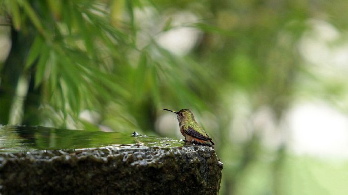 点击大图看下一张：玲珑小巧的小鸟摄影图片