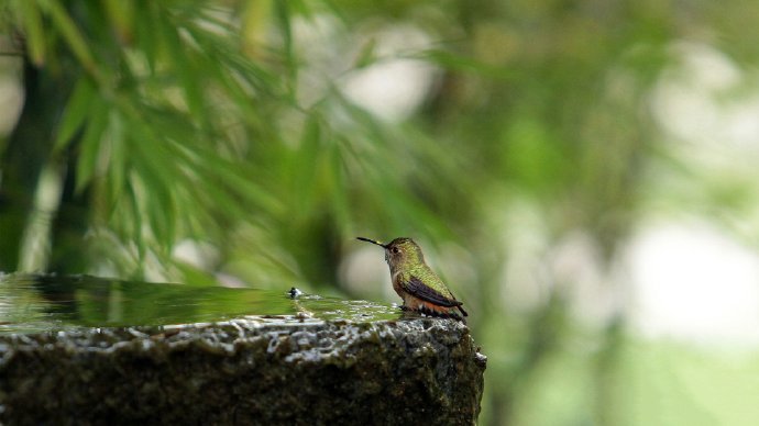 点击大图看下一张：玲珑小巧的小鸟摄影图片