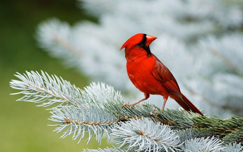 点击大图看下一张：漂亮的红衣主教鸟