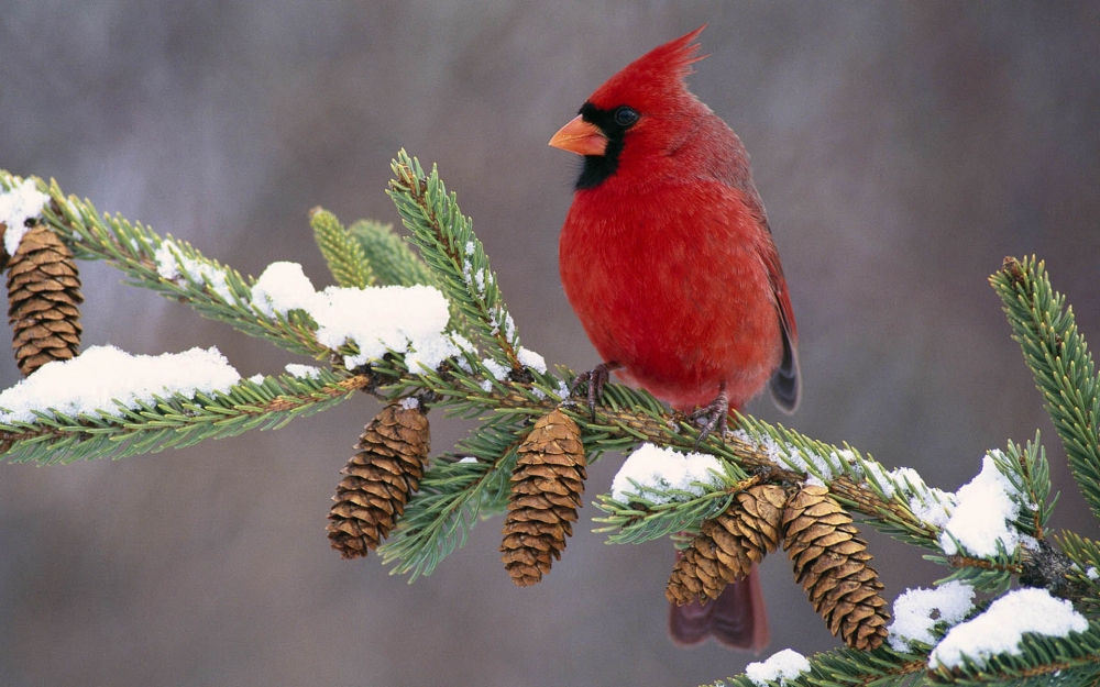 点击大图看下一张：漂亮的红衣主教鸟