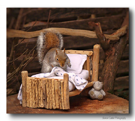 点击大图看下一张：一只松鼠洗漱睡觉的图片