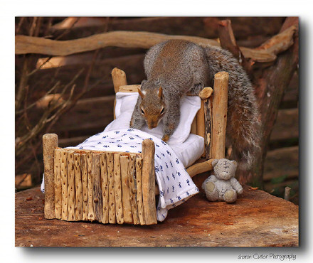 点击大图看下一张：一只松鼠洗漱睡觉的图片