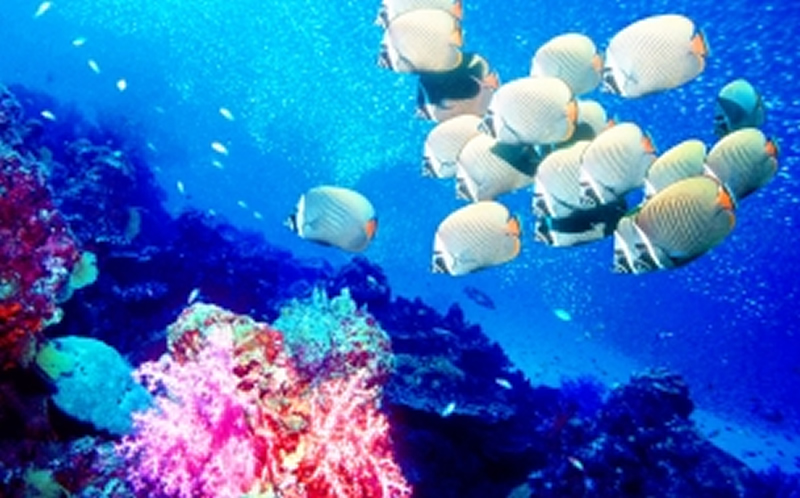 点击大图看下一张：美妙的海下世界图片