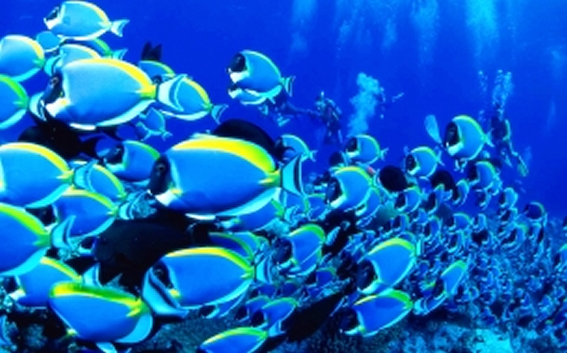点击大图看下一张：美妙的海下世界图片