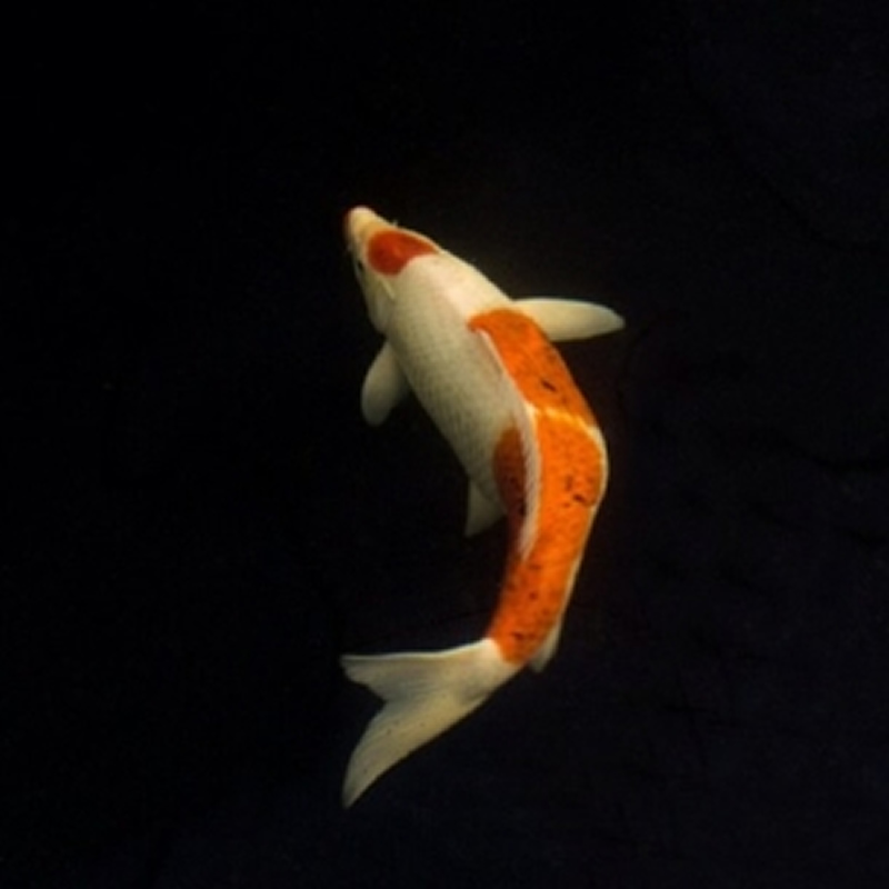 点击大图看下一张：锦鲤又称为“好运鱼”“风水鱼”