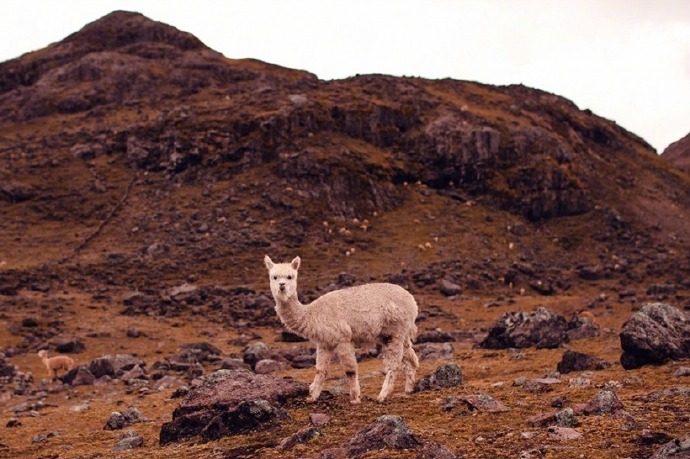 点击大图看下一张：玻利维亚Eduardo Avaroa国家公园