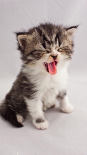 点击大图看下一张：可爱软萌的小猫咪图片