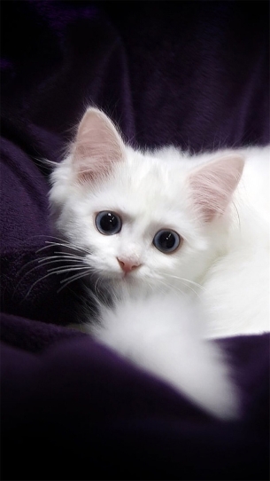 点击大图看下一张：可爱软萌的小猫咪图片