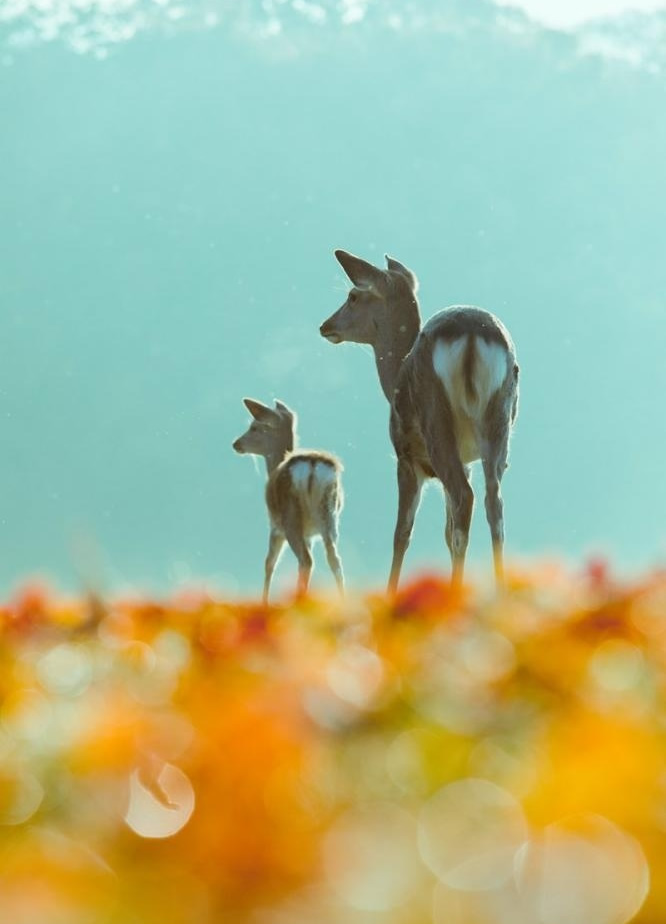 点击大图看下一张：一组超唯美意境中的小鹿