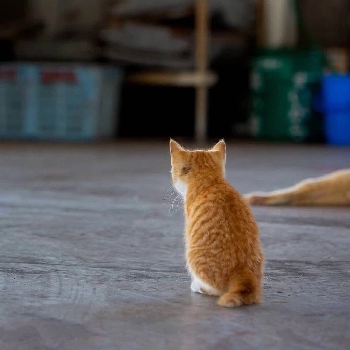 点击大图看下一张：萌翻了的可爱橘猫图片