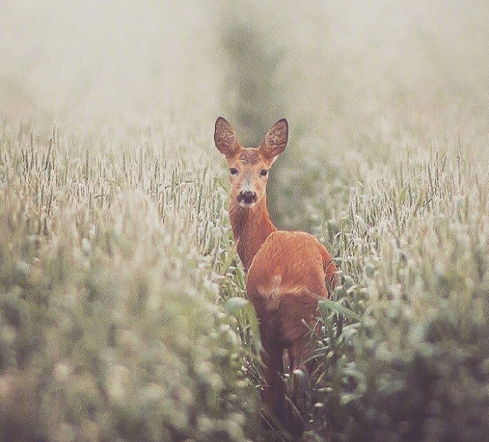 点击大图看下一张：一组眼睛清澈明亮的小鹿