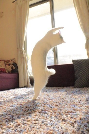 点击大图看下一张：翩翩起舞的漂亮猫咪